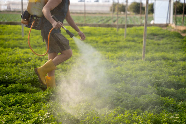 Best Affordable Pest Control Services  in Ives Estates, FL