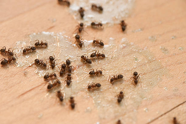 Best Mosquito Control Services  in Ives Estates, FL
