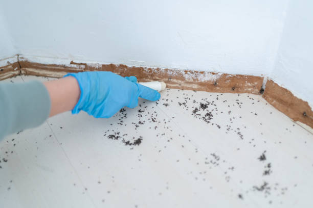 Best Commercial Pest Control Services  in Ives Estates, FL